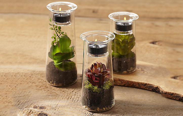 Create your own terrarium showcase with our Symmetry Trio!