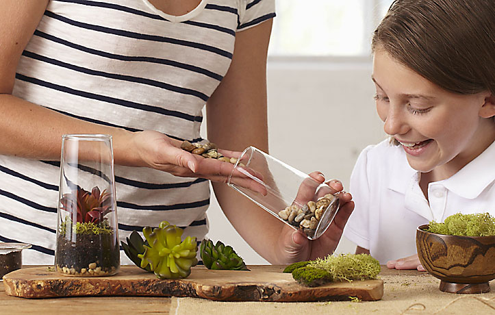Create your own terrarium showcase with our Symmetry Trio!