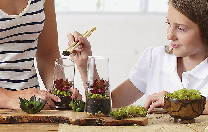 Create your own terrarium showcase with our Symmetry Trio!