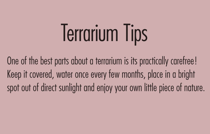 Create your own terrarium showcase with our Symmetry Trio!