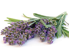 Lavender Verbena