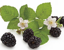 Blackberry Boudoir
