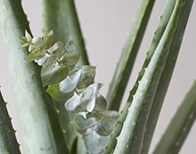 Fresh Aloe Eucalyptus
