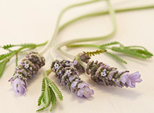 Fresh Lavender & Sandalwood